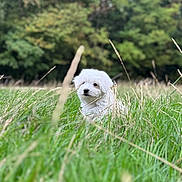 Yuki a rejoint le concours — aidez-le/la à gagner de superbes lots ! puppy, dog, white_fur, fluffy, outdoor, meadow, grass, forest, nature, animal, pet, small_dog, portrait, close_up, greenery, wild_grass, summer, daylight, cute, camouflage