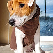 Apy participe au concours pour gagner de l'argent avec cette photo : dog, puppy, small_dog, jack_russell, brown_and_white, pet, sitting, portrait, close_up, indoor, sunlight, window, floor, paws, nose, ears, coat, cute, young, whiskers