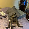cat, gray_cat, bed, pillow, indoor, pet, feline, animal, resting, cute, relaxed, sleeping_area, furniture, home, curious, cozy, domestic, mammal, soft, companion
