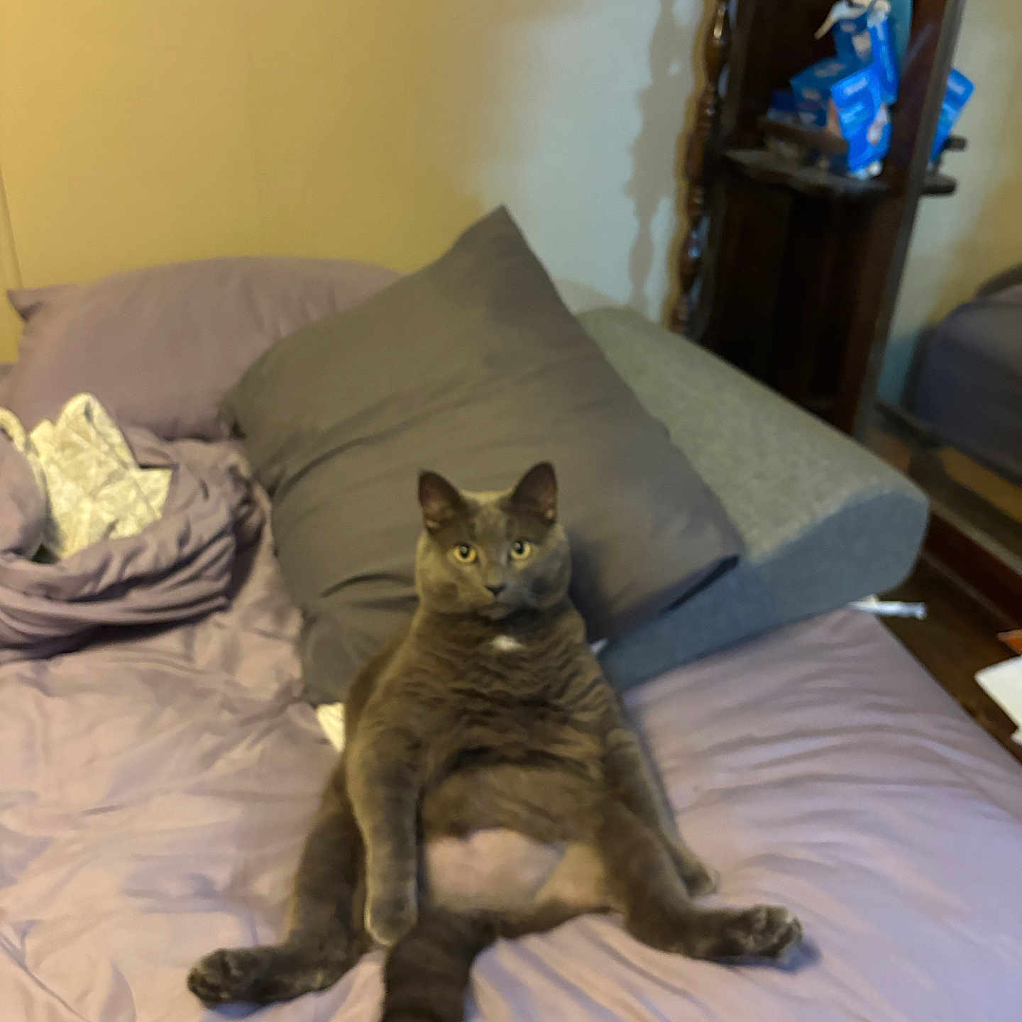 Mike is registered to the contest to win money with this photo: cat, gray_cat, bed, pillow, indoor, pet, feline, animal, resting, cute, relaxed, sleeping_area, furniture, home, curious, cozy, domestic, mammal, soft, companion