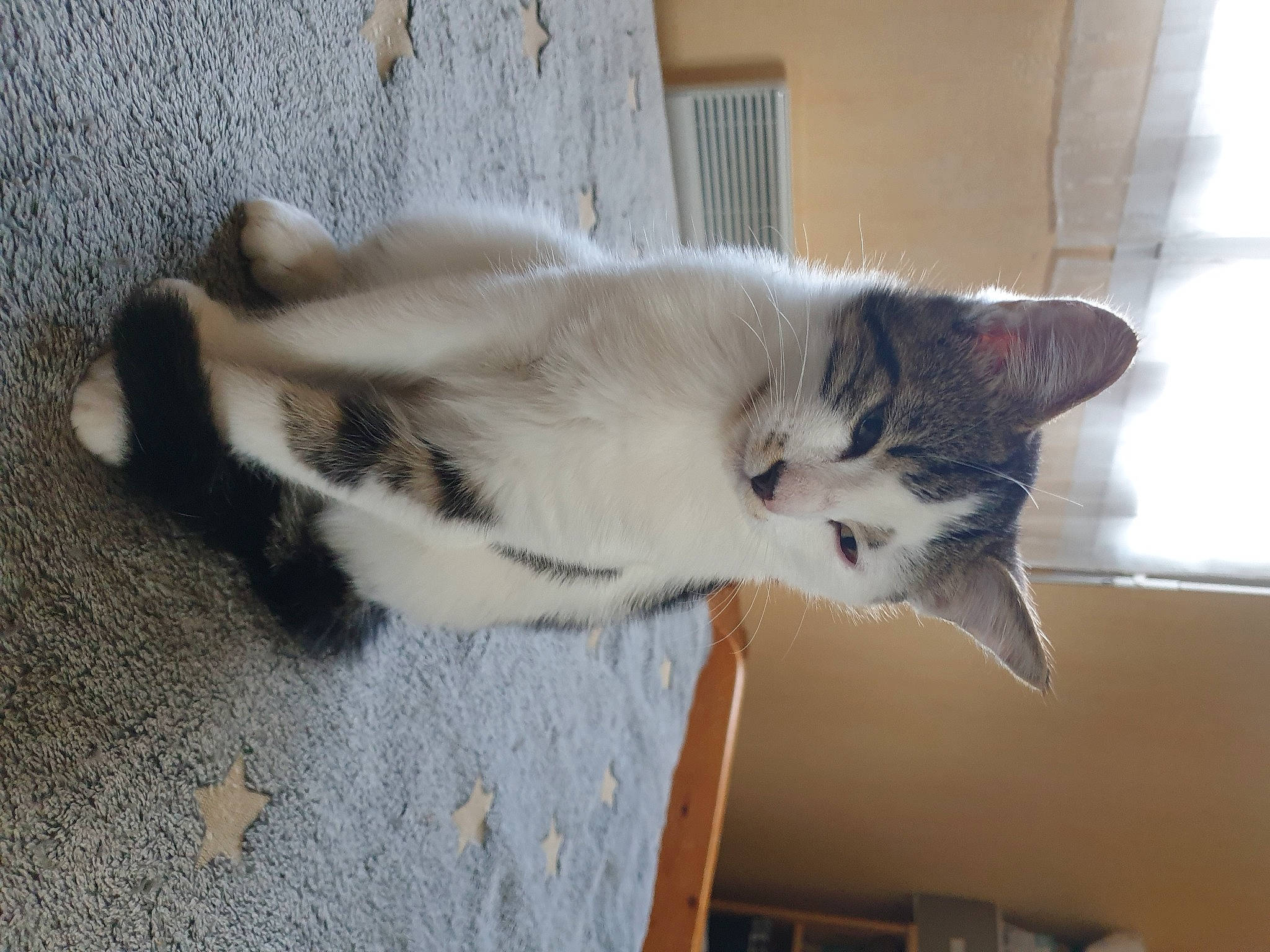 Rio participe au concours pour gagner de l'argent avec cette photo : carnivore, cat, domestic_short_haired_cat, door, felidae, flooring, fur, hardwood, paw, plant, small_to_medium_sized_cats, snout, tail, whiskers, wood