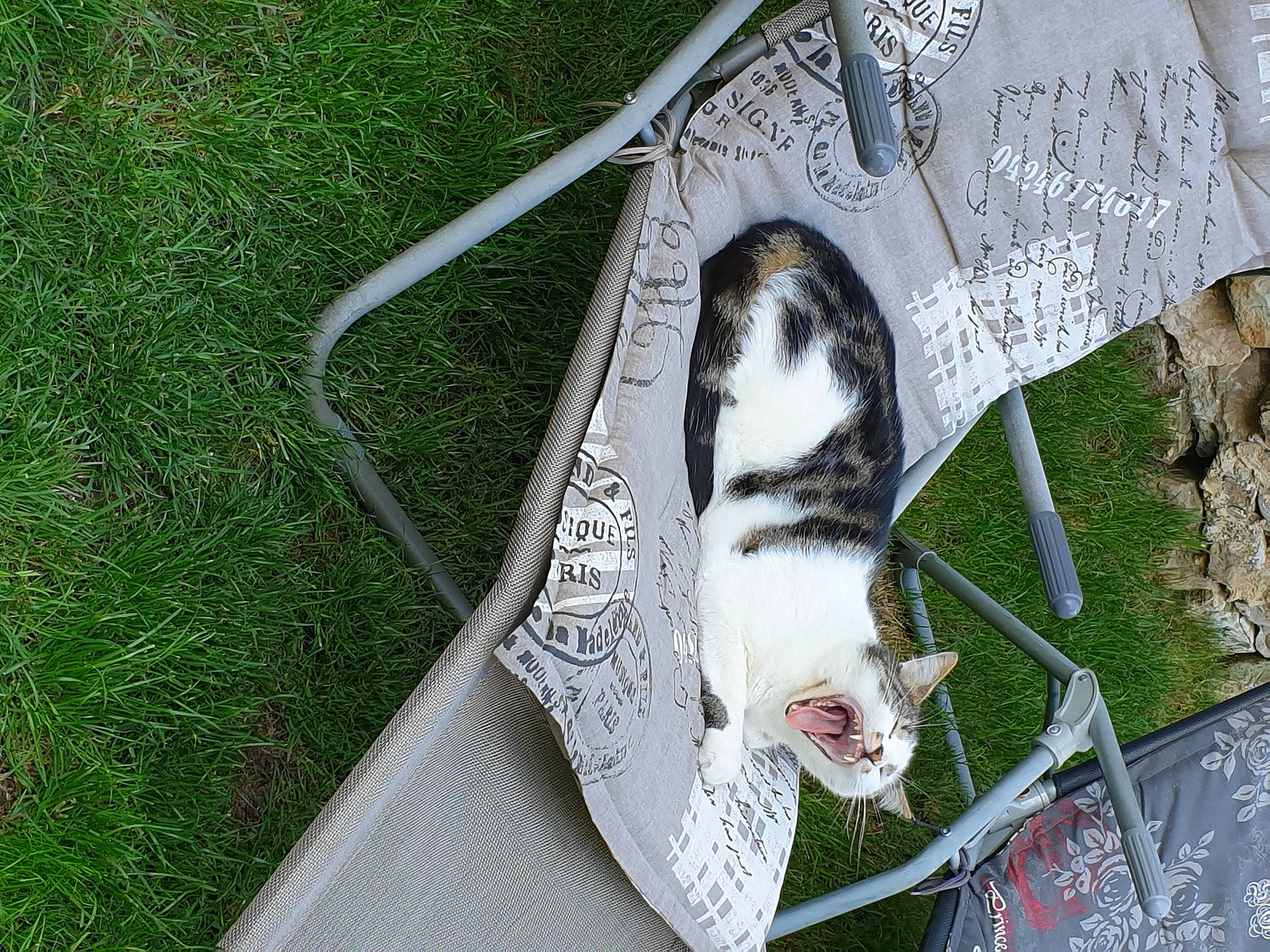 Rio participe au concours pour gagner de l'argent avec cette photo : art, carnivore, comfort_food, domestic_short_haired_cat, fashion_accessory, feather, felidae, font, fur, grass, illustration, linens, plant, sidewalk, small_to_medium_sized_cats, tail, visual_arts, whiskers