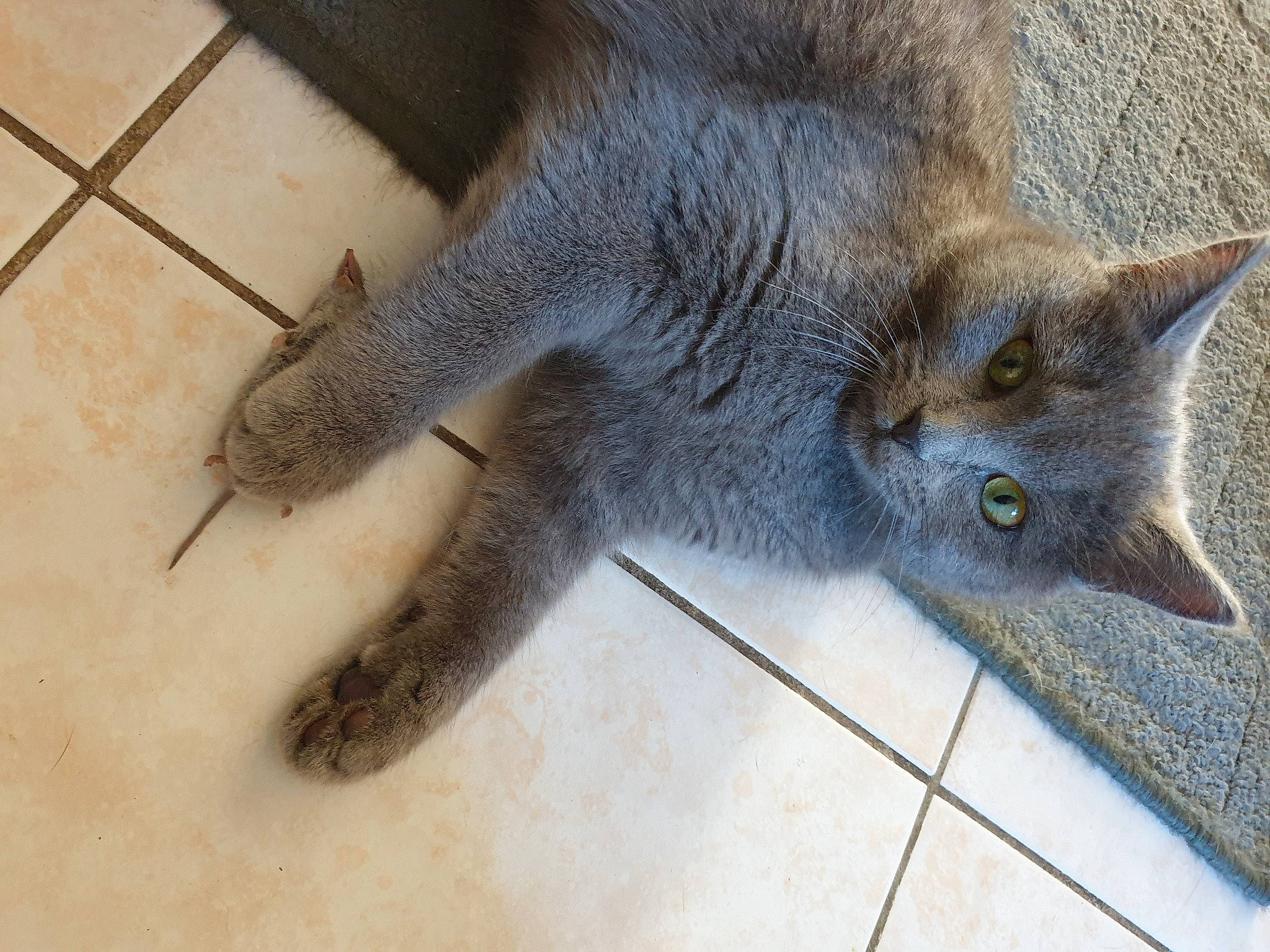 Ruby participe au concours pour gagner de l'argent avec cette photo : beige, carnivore, cat, claw, curious, fawn, felidae, floor, fur, grey, paw, russian_blue, skin, small_to_medium_sized_cats, snout, terrestrial_animal, tile, tile_flooring, vertebrate, whiskers