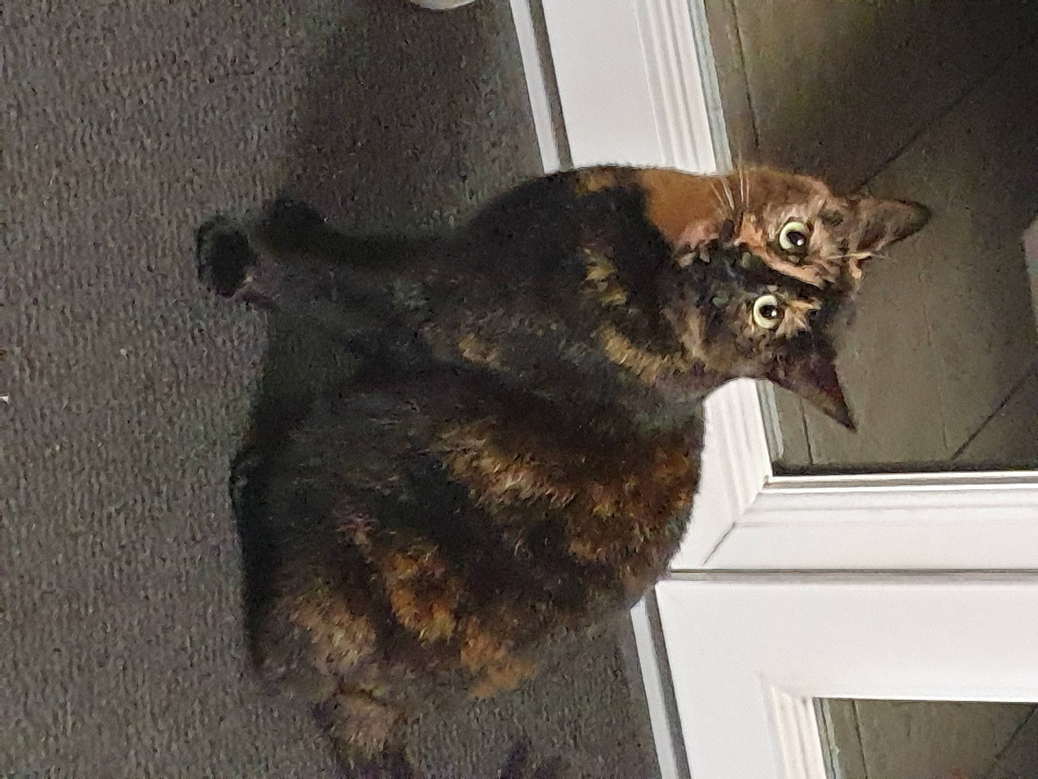 Saly participe au concours pour gagner de l'argent avec cette photo : black_cat, carnivore, cat, claw, domestic_short_haired_cat, felidae, fur, small_to_medium_sized_cats, tail, terrestrial_animal, whiskers, window, wood