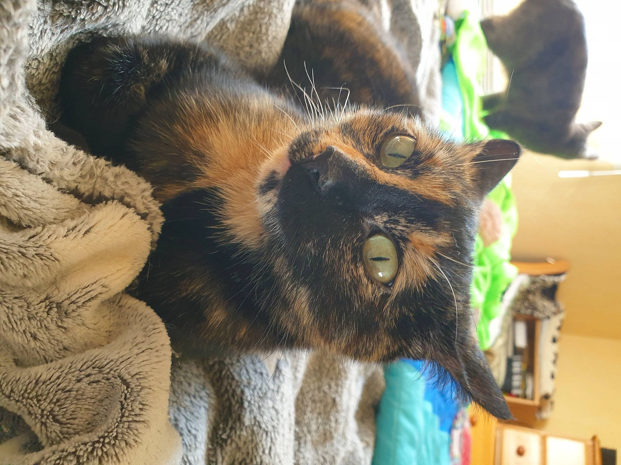 Saly participe au concours pour gagner de l'argent avec cette photo : canidae, carnivore, cat, claw, dog_breed, domestic_short_haired_cat, fang, felidae, fur, natural_material, organism, paw, small_to_medium_sized_cats, snout, tail, terrestrial_animal, whiskers, wildlife