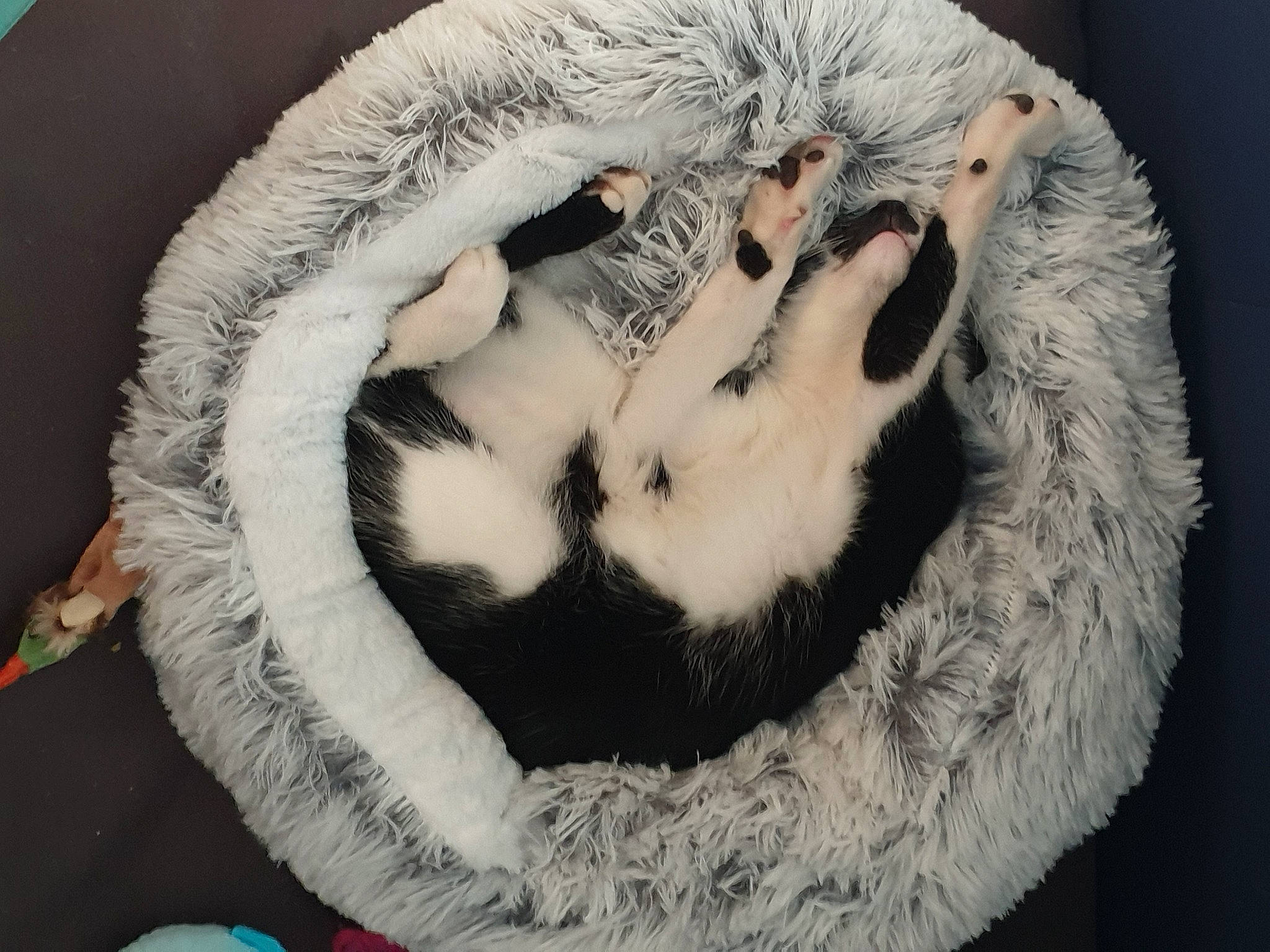 Snow participe au concours pour gagner de l'argent avec cette photo : canidae, carnivore, cat, cat_bed, claw, comfort, companion_dog, dog_breed, fang, felidae, fur, fur_clothing, natural_material, paw, small_to_medium_sized_cats, snout, sporting_group, tail, terrestrial_animal, whiskers