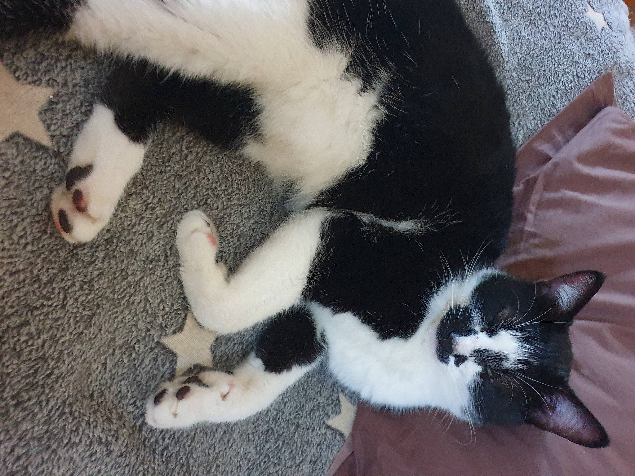 Snow participe au concours pour gagner de l'argent avec cette photo : canidae, carnivore, cat, claw, comfort, dog_breed, domestic_short_haired_cat, felidae, fur, paw, small_to_medium_sized_cats, snout, tail, terrestrial_animal, whiskers