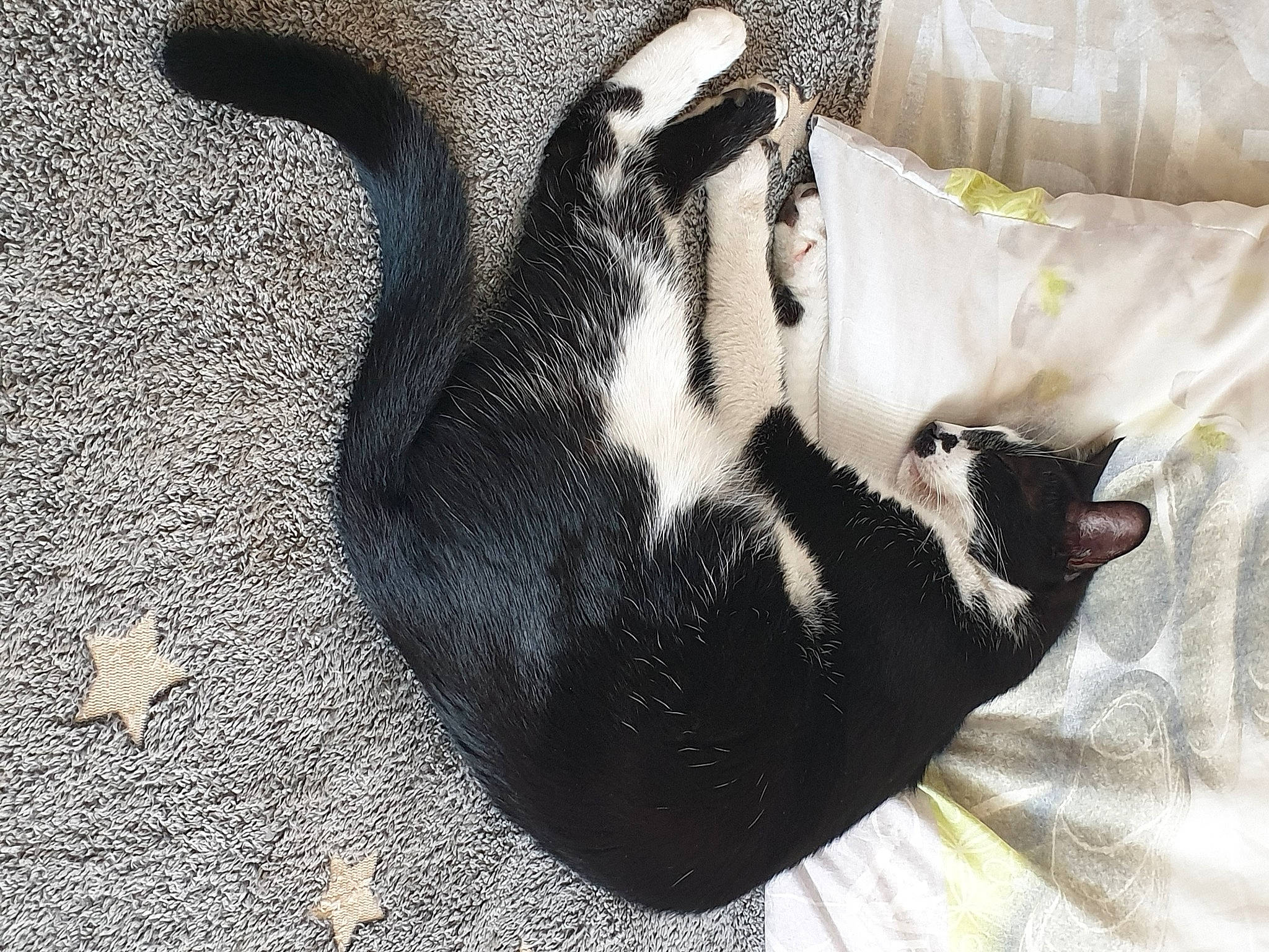 Snow a rejoint le concours — aidez-le/la à gagner de superbes lots ! bedding, black_cat, carnivore, cat, claw, comfort, companion_dog, domestic_short_haired_cat, felidae, foot, fur, grey, human_leg, linens, nap, paw, small_to_medium_sized_cats, snout, tail, whiskers