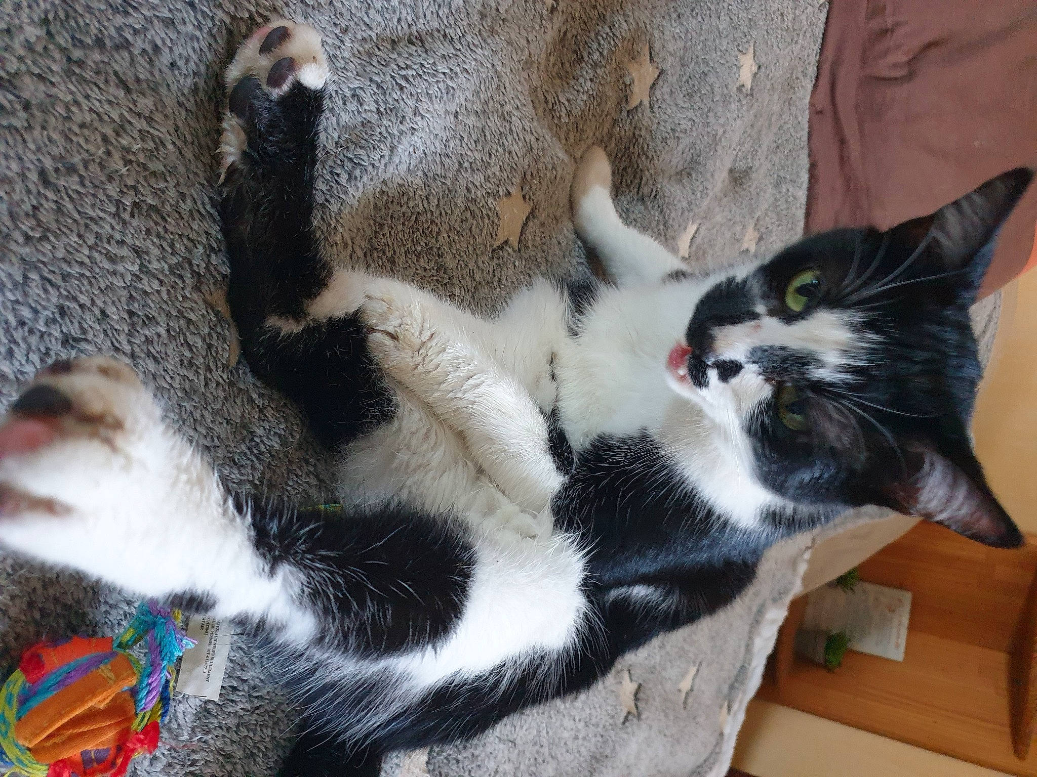 Snow participe au concours pour gagner de l'argent avec cette photo : carnivore, cat, claw, comfort, companion_dog, dog_breed, domestic_short_haired_cat, felidae, foot, fur, human_leg, paw, plant, small_to_medium_sized_cats, snout, tail, terrestrial_animal, whiskers