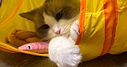 Finn is registered to the contest to win money with this photo: animal, cat, claw, closeup, curious, cute, domestic_cat, feline, fur, indoor, orange_trim, paw, pet, pink_fish_toy, playful, soft, toy, whiskers, wooden_floor, yellow_tunnel