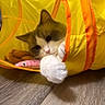 animal, cat, claw, closeup, curious, cute, domestic_cat, feline, fur, indoor, orange_trim, paw, pet, pink_fish_toy, playful, soft, toy, whiskers, wooden_floor, yellow_tunnel