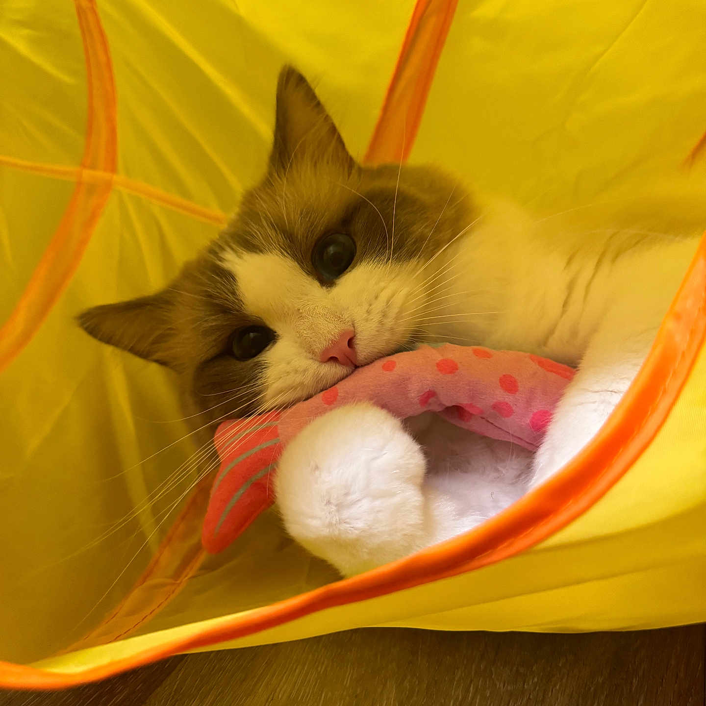 Finn joined the competition — help win amazing prizes! animal, cat, close_up, curious, cute, domestic, feline, fluffy, indoor, paws, pet, pink, playful, polka_dots, resting, soft, toy, whiskers, wooden_floor, yellow_tent