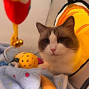 Finn joined the competition — help win amazing prizes! ball, blanket, blue_eyes, cat, closeup, cozy, cute, ears, feline, fur, indoor, nose, pet, playful, polka_dots, soft, toy, tunnel, whiskers, yellow