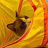 Finn joined the competition — help win amazing prizes! animal, cat, closeup, cozy, curious, cute, domestic, ears, fabric, feline, floor, hideout, indoor, orange, pet, playful, soft, tunnel, whiskers, yellow