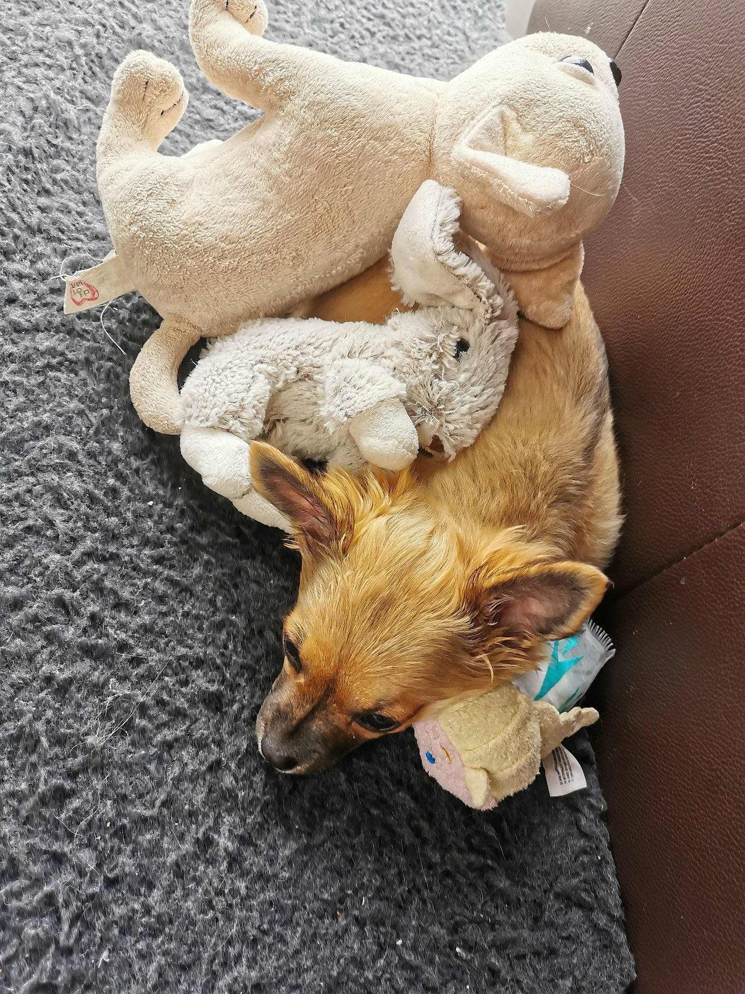 Pépite participe au concours pour gagner de l'argent avec cette photo : canidae, carnivore, fawn, puppy, toy