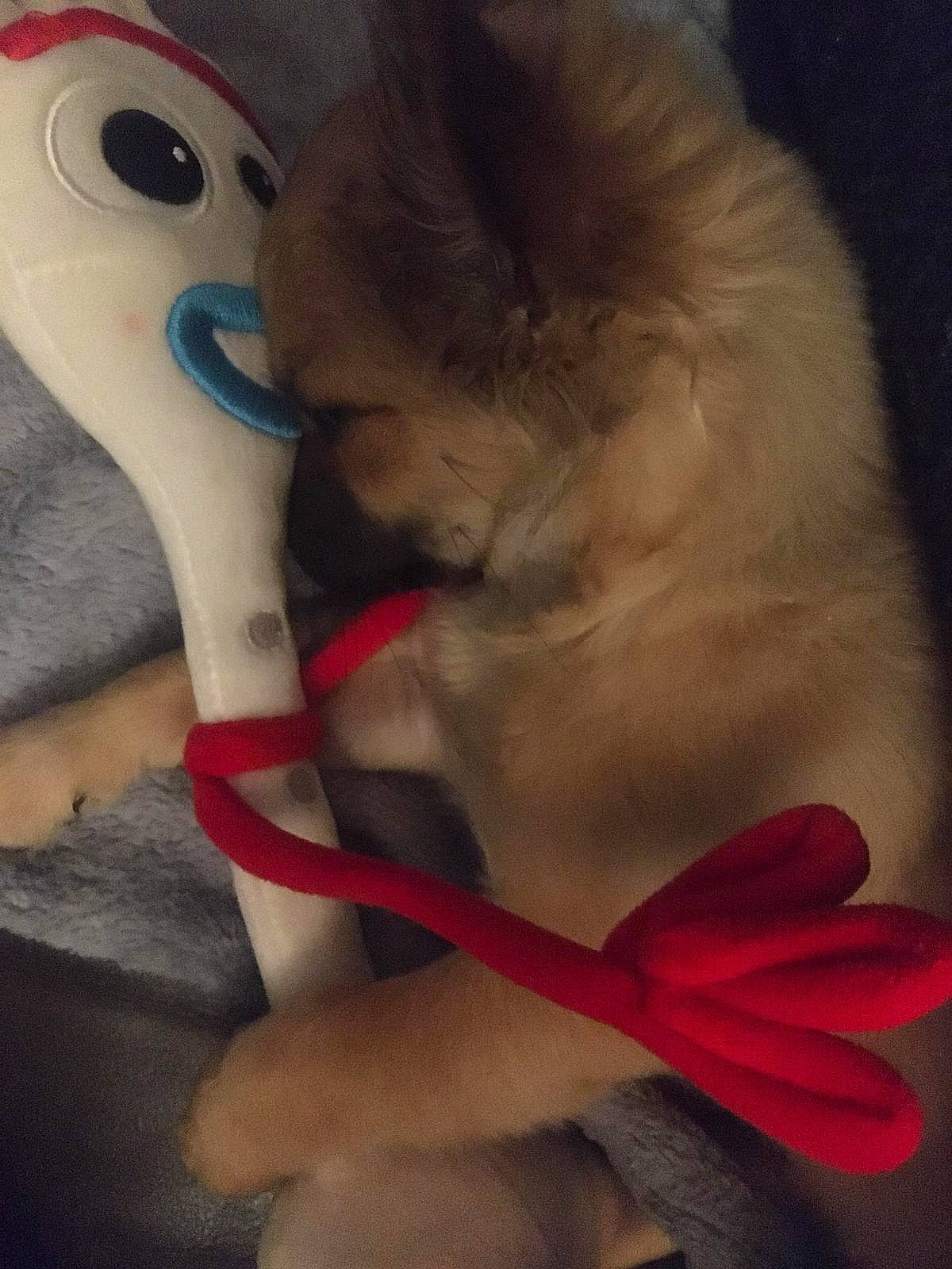 Pépite a rejoint le concours — aidez-le/la à gagner de superbes lots ! canidae, carnivore, fawn, tail