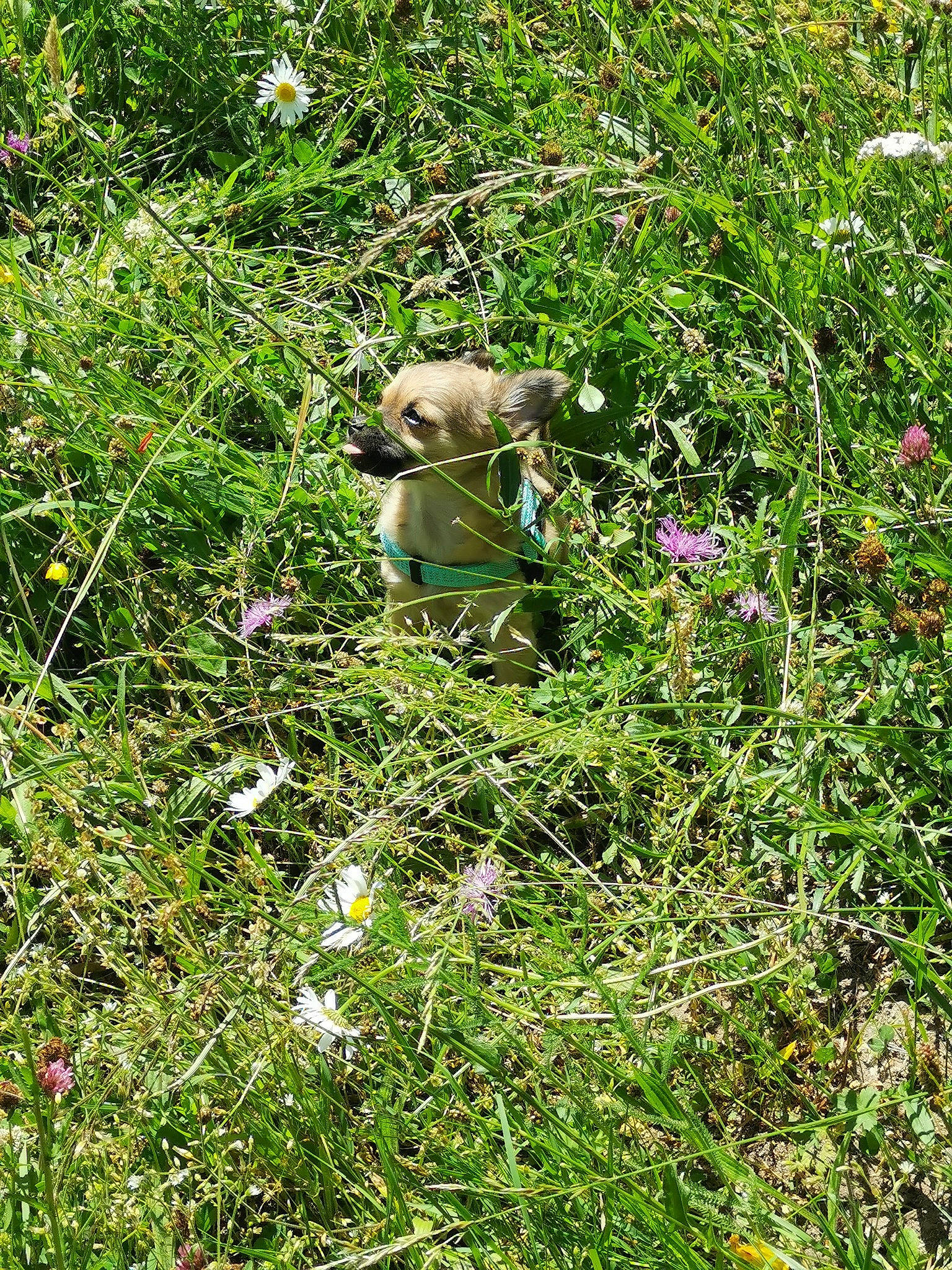 Pépite a rejoint le concours — aidez-le/la à gagner de superbes lots ! botany, canidae, fawn, flower, forb, grass, grass_family, groundcover, meadow, pink_family, plant, plant_community, shrub, wildflower