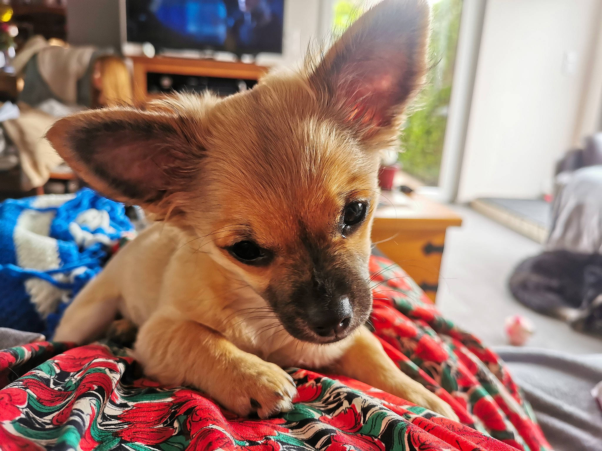 Pépite a rejoint le concours — aidez-le/la à gagner de superbes lots ! canidae, carnivore, chihuahua, companion_dog, dog, dog_breed, ear, fawn, mammal, nose, pomeranian, puppy, skin, snout, toy_dog, vertebrate, whiskers