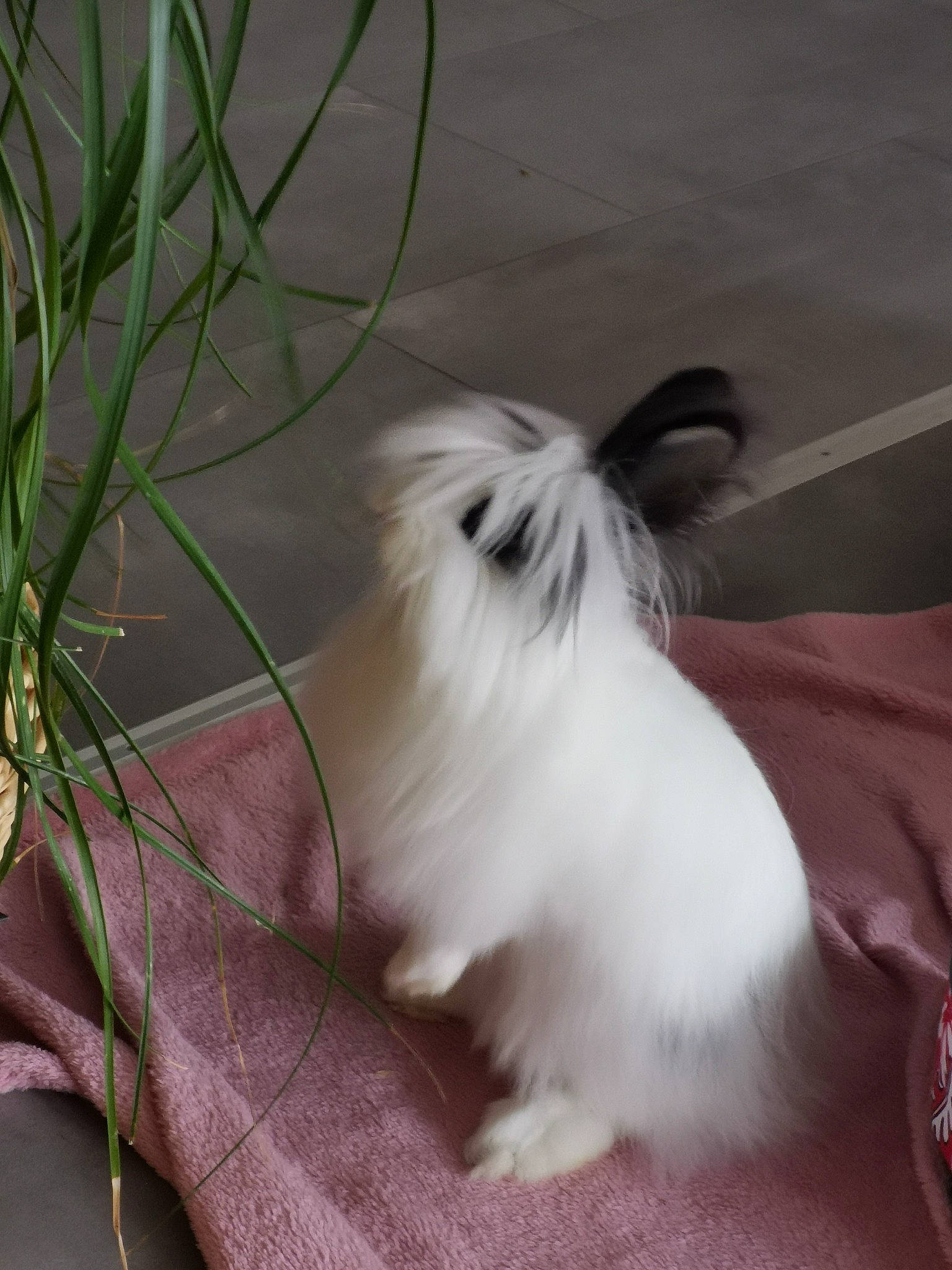 Clochette a rejoint le concours — aidez-le/la à gagner de superbes lots ! angora_rabbit, canidae, carnivore, chinese_imperial_dog, companion_dog, dog, dog_breed, domestic_rabbit, lhasa_apso, mammal, rabbit, rabbits_and_hares, shih_tzu, toy_dog, whiskers