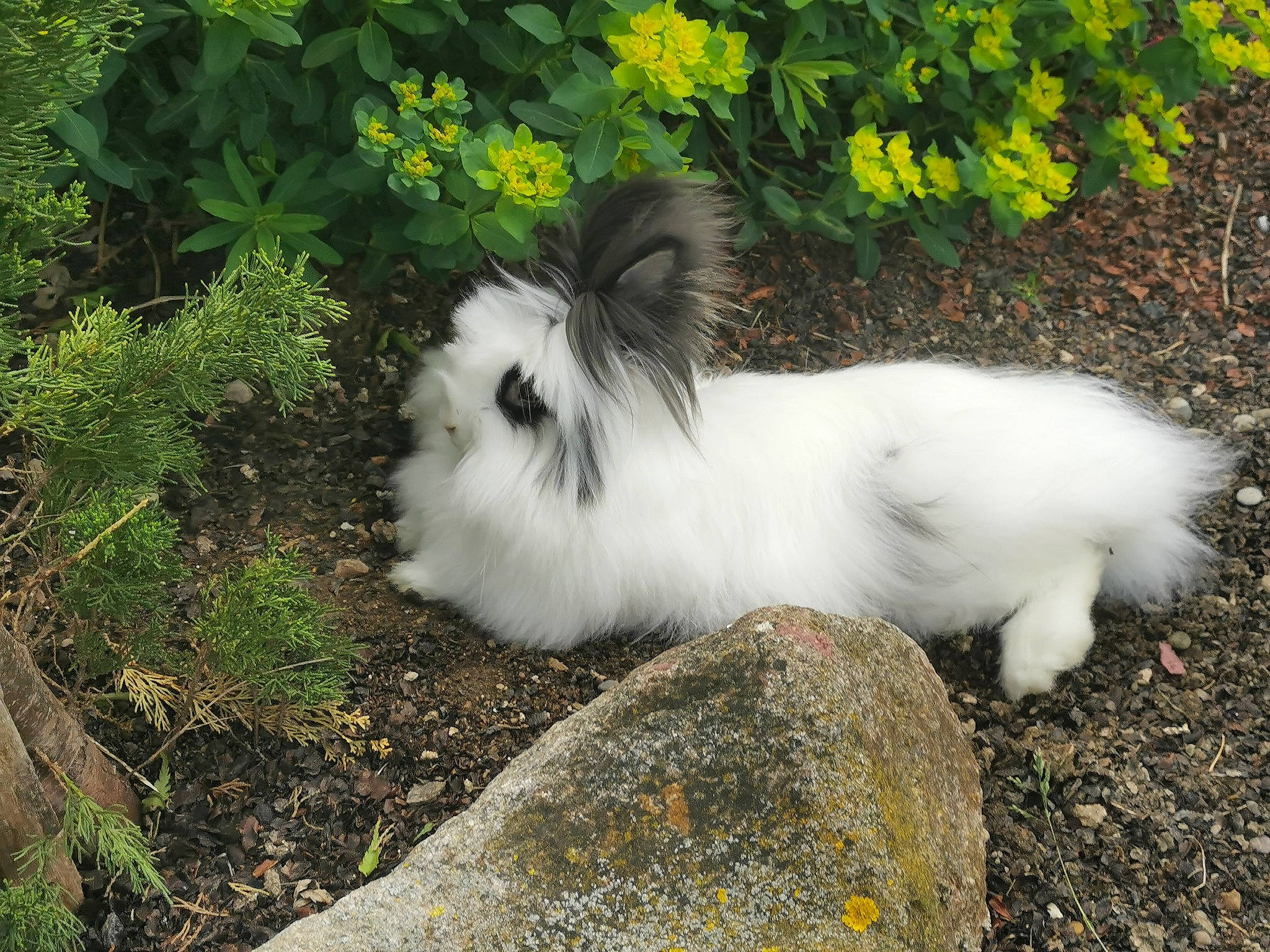 Clochette participe au concours pour gagner de l'argent avec cette photo : angora_rabbit, domestic_rabbit, grass, hare, plant, rabbit, rabbits_and_hares, tail, wildlife
