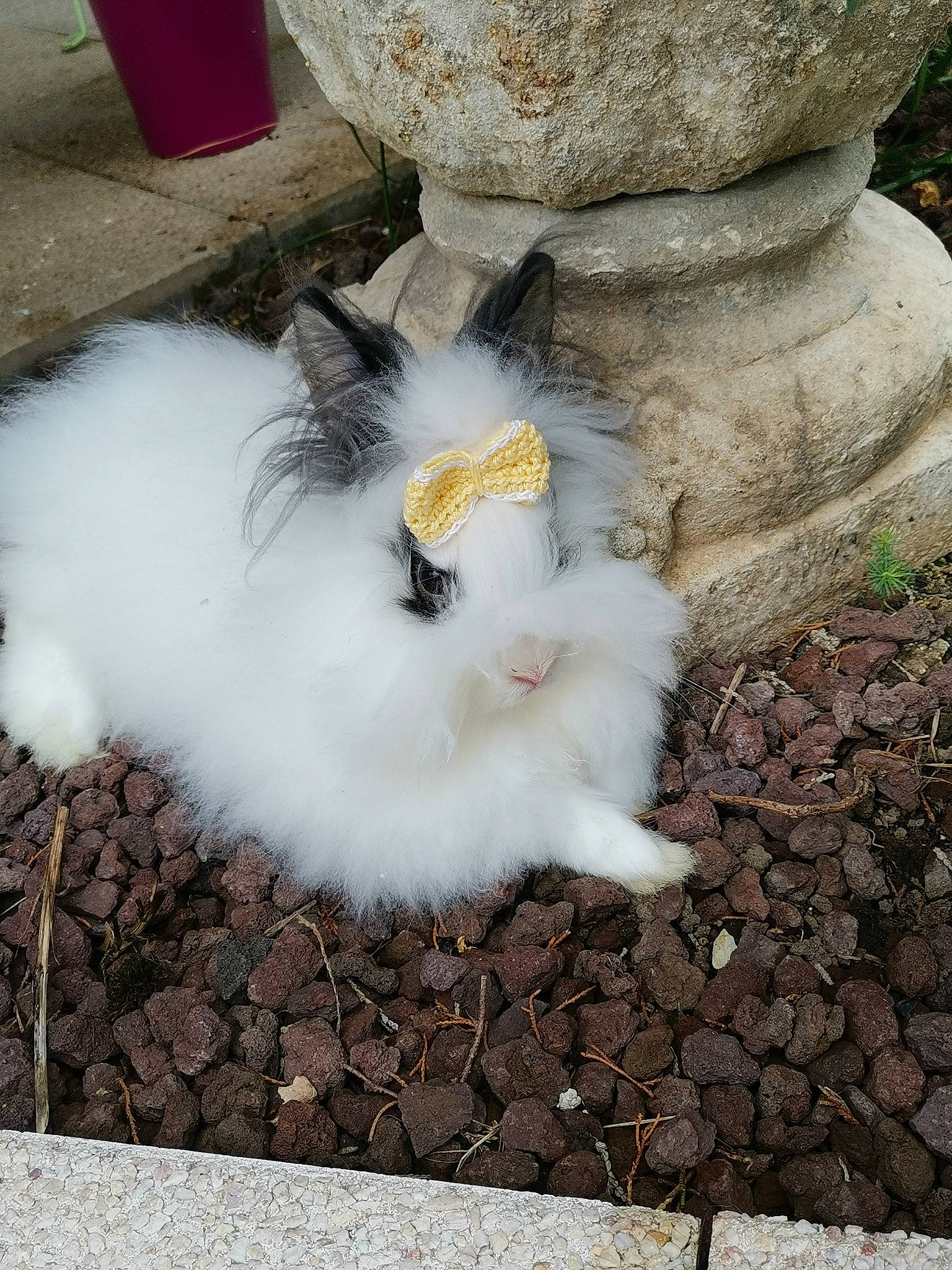 Clochette participe au concours pour gagner de l'argent avec cette photo : angora_rabbit, british_longhair, british_semi_longhair, cat, domestic_long_haired_cat, fawn, felidae, fur, norwegian_forest_cat, persian, rabbit, rabbits_and_hares, ragamuffin, small_to_medium_sized_cats, turkish_angora, turkish_van, whiskers