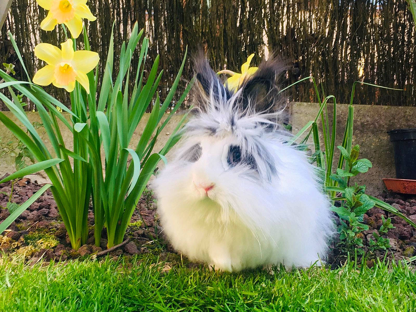 Clochette a rejoint le concours — aidez-le/la à gagner de superbes lots ! angora_rabbit, domestic_rabbit, flower, grass, grass_family, narcissus, plant, rabbit, rabbits_and_hares, whiskers