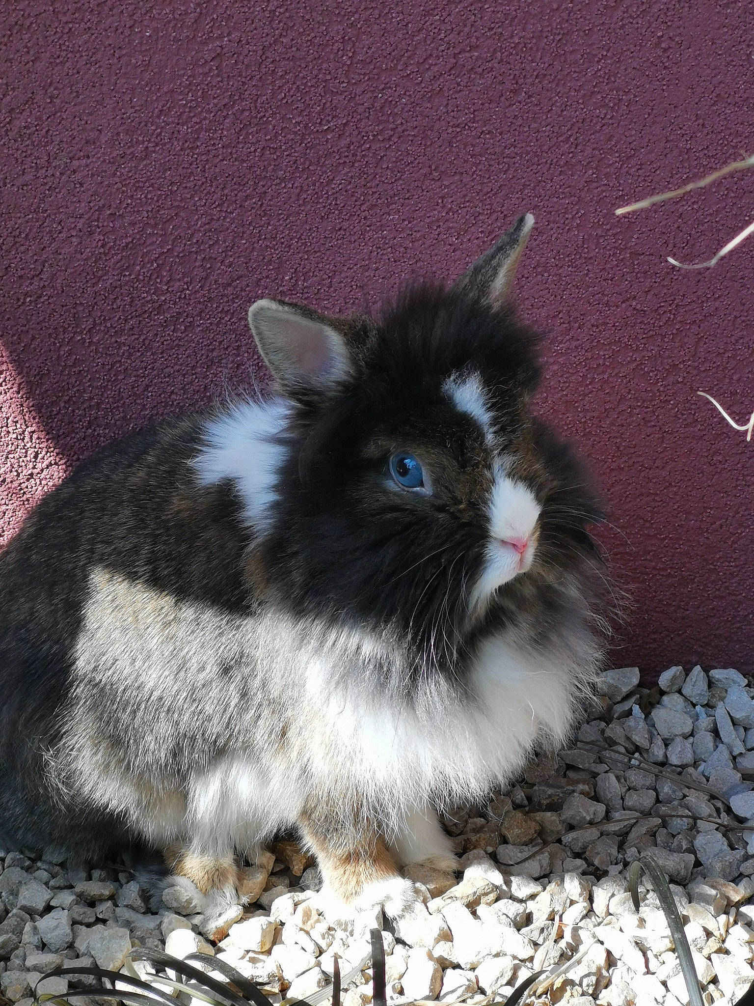 Bella a rejoint le concours — aidez-le/la à gagner de superbes lots ! angora_rabbit, domestic_rabbit, ear, fawn, hare, rabbit, rabbits_and_hares, whiskers, wildlife