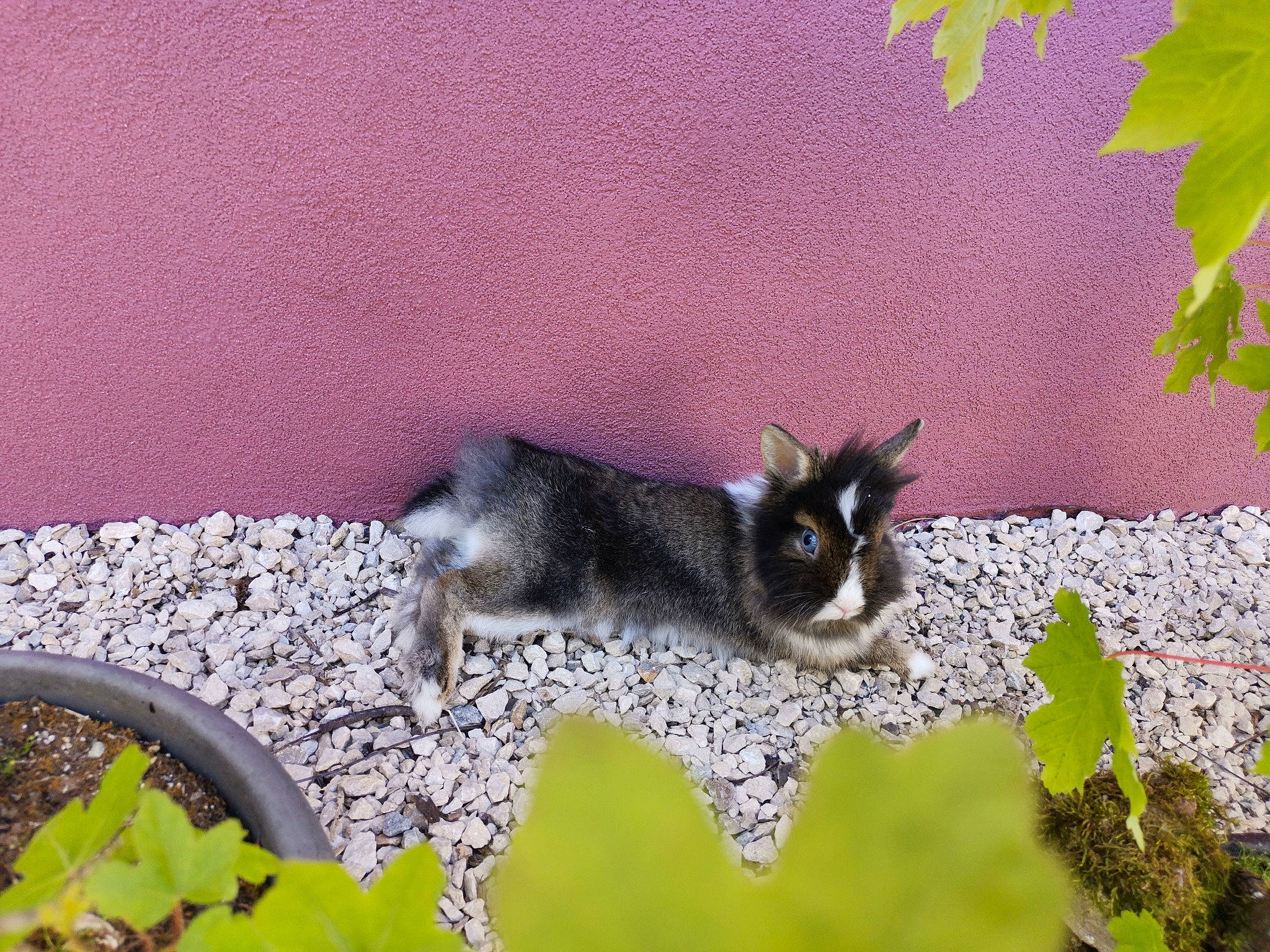 Bella participe au concours pour gagner de l'argent avec cette photo : carnivore, cat, felidae, plant, tail, whiskers
