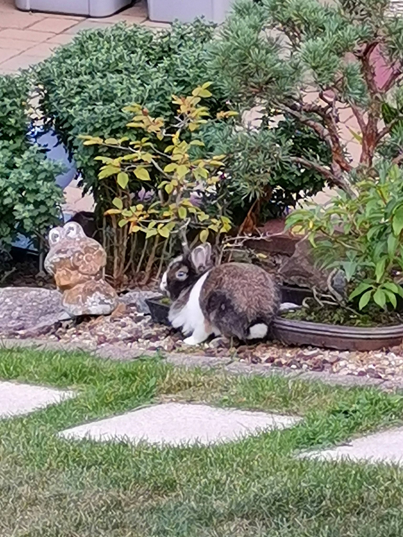 Bella a rejoint le concours — aidez-le/la à gagner de superbes lots ! backyard, botany, cat, domestic_rabbit, felidae, flower, garden, grass, groundcover, herb, landscape, landscaping, perennial_plant, plant, rabbit, rabbits_and_hares, shrub, small_to_medium_sized_cats, tree, yard
