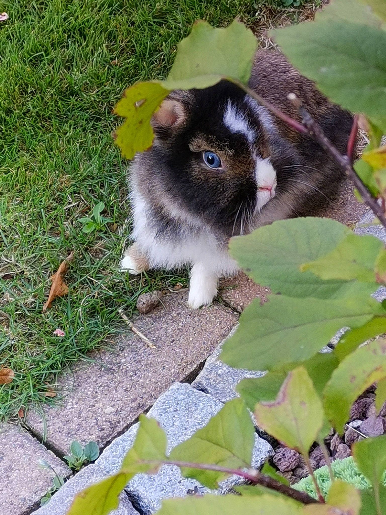 Bella a rejoint le concours — aidez-le/la à gagner de superbes lots ! fawn, grass, hamster, plant, rabbit, rabbits_and_hares, whiskers
