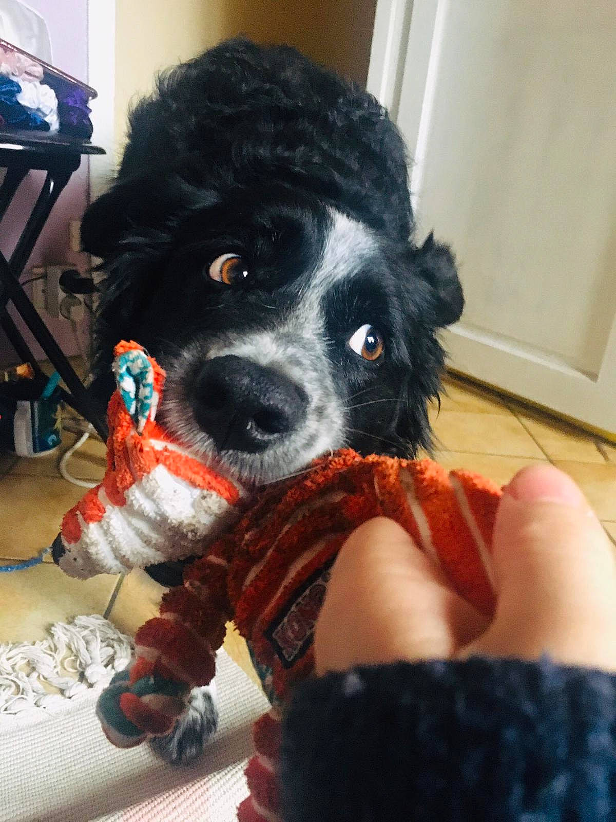 Gaia participe au concours pour gagner de l'argent avec cette photo : canidae, carnivore, companion_dog, crochet, dog, dog_breed, fur, portuguese_water_dog, puppy, snout, sporting_group, wool