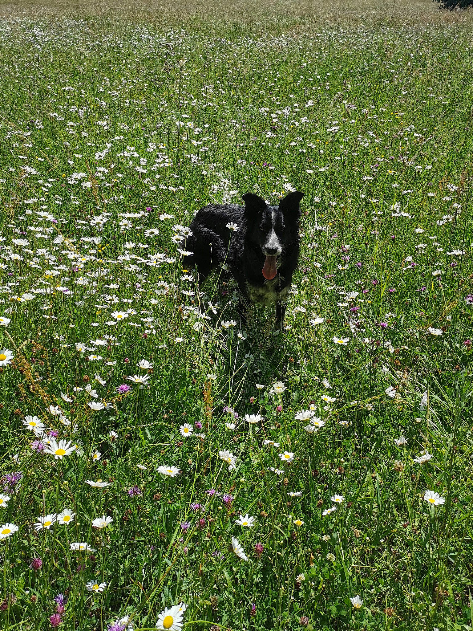 Gaia participe au concours pour gagner de l'argent avec cette photo : border_collie, canidae, carnivore, dog, dog_breed, flower, grass, grass_family, herding_dog, meadow, pasture, plant, sporting_group, spring, wildflower
