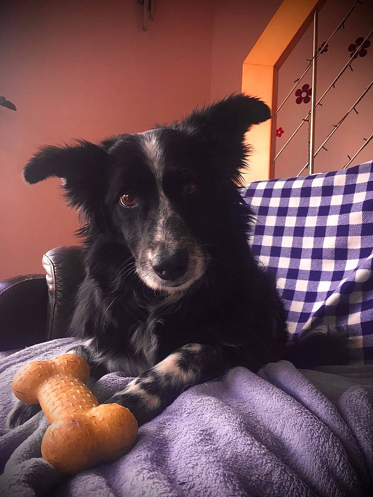 Gaia participe au concours pour gagner de l'argent avec cette photo : australian_collie, border_collie, canidae, carnivore, companion_dog, dog, dog_breed, herding_dog, mammal, mcnab, snout, vertebrate