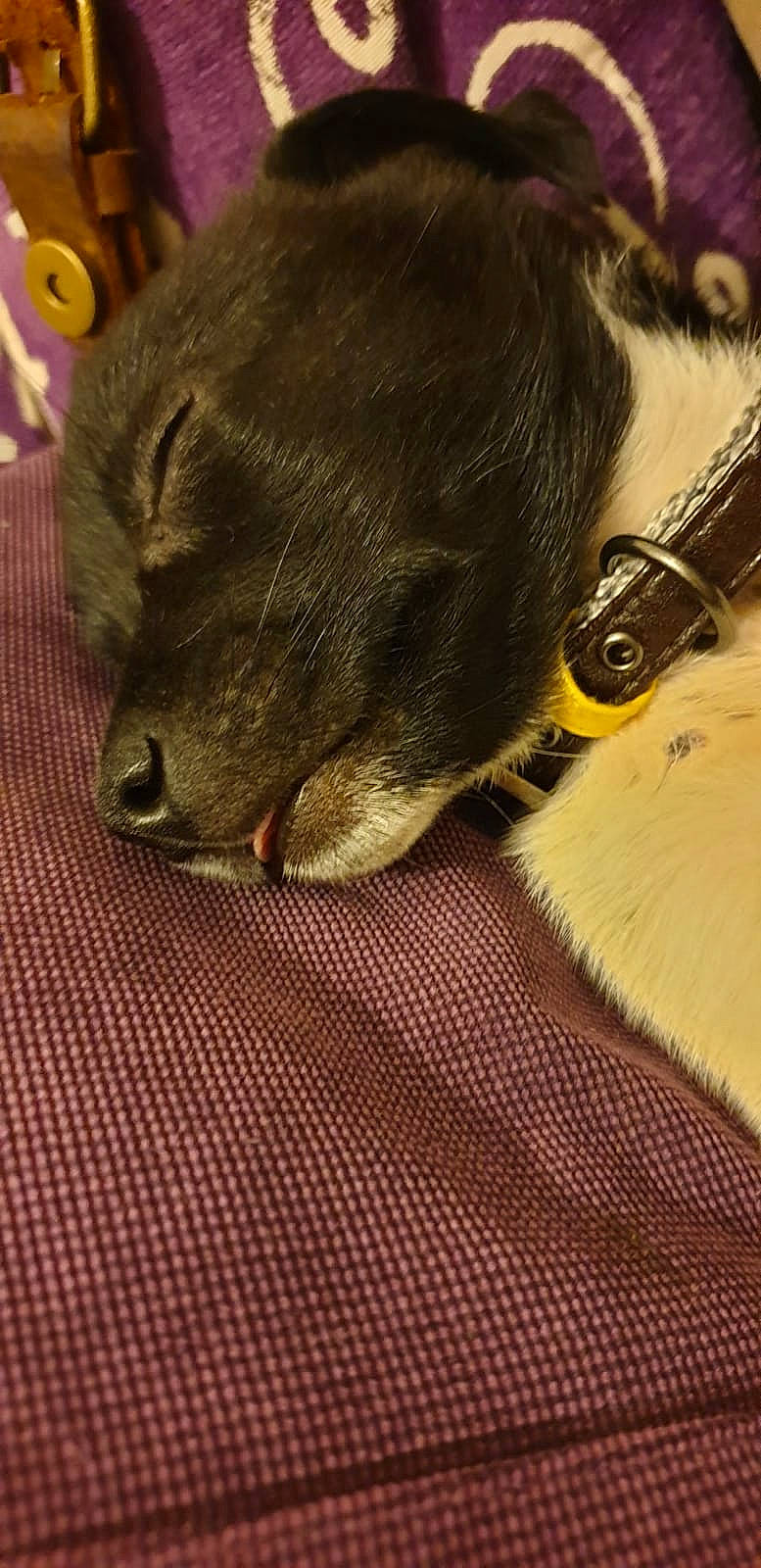 Rudy joined the competition — help win amazing prizes! canidae, carnivore, dog_breed, ear, fur, puppy, snout, sporting_group, whiskers