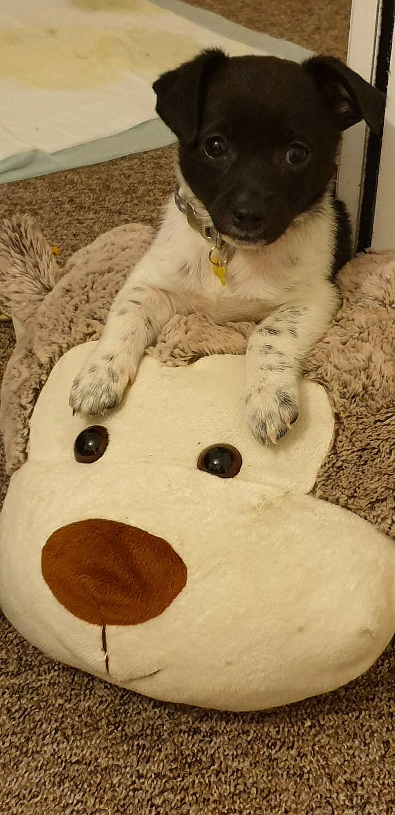 Rudy joined the competition — help win amazing prizes! canidae, carnivore, companion_dog, danish_swedish_farmdog, dog, dog_breed, dog_toy, puppy, rare_breed_dog, rat_terrier, snout, sporting_group, stuffed_toy, toy, toy_fox_terrier