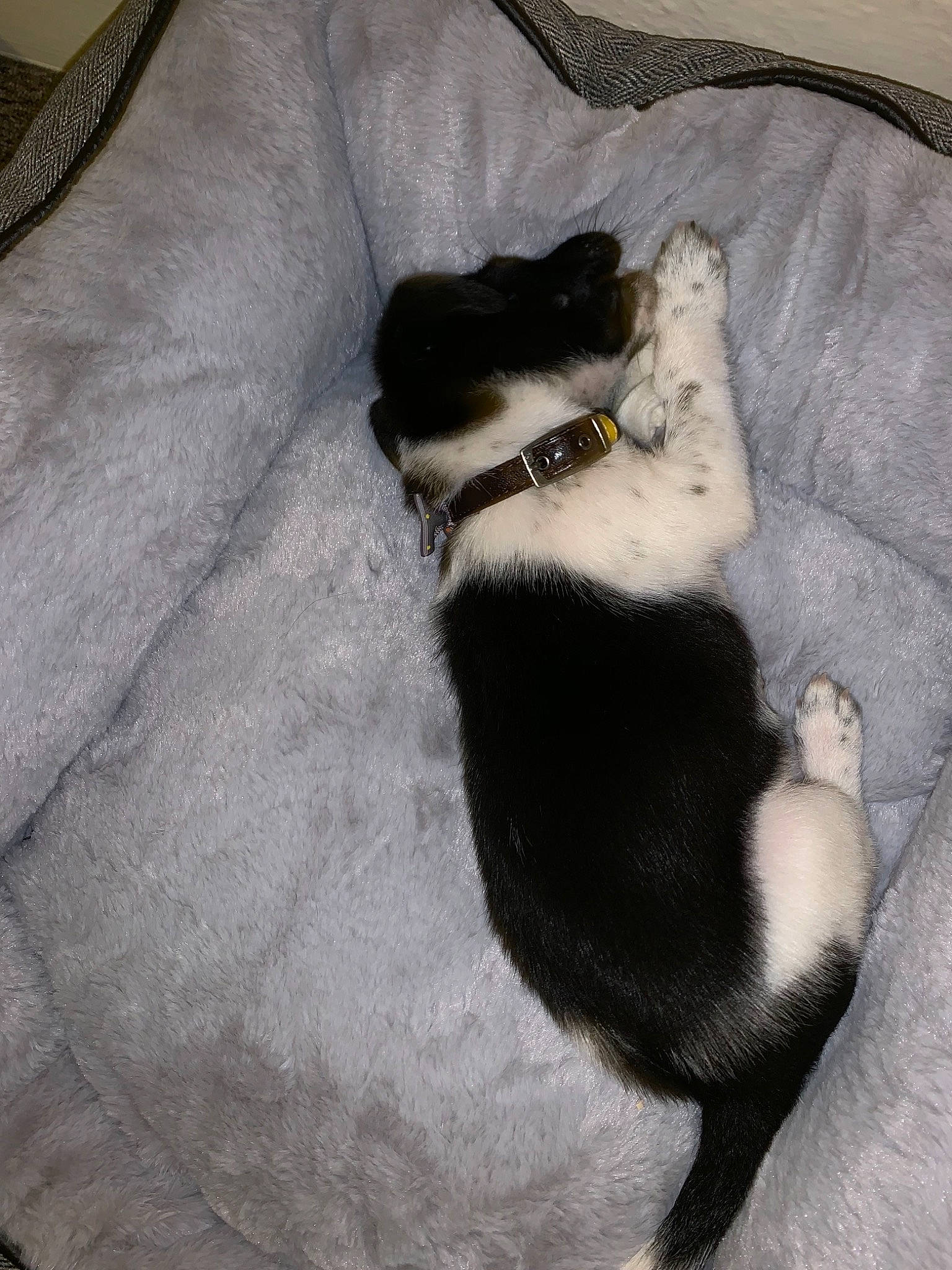 Rudy joined the competition — help win amazing prizes! canidae, cat, claw, dog_breed, fur, sporting_group, tail