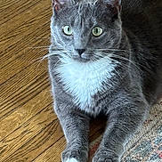 Fletcher joined the competition — help win amazing prizes! cat, gray_cat, white_paws, white_chest, green_eyes, whiskers, wood_floor, rug, pet, feline, indoor, animal, cute, relaxed, laying_down, fur, closeup, domestic_cat, mammal, alert