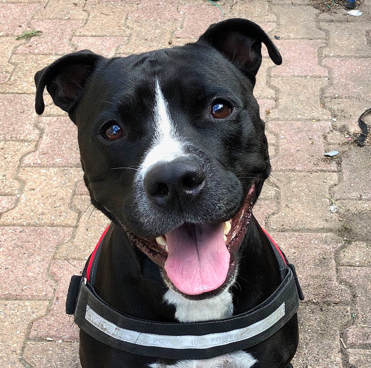 Newton a rejoint le concours — aidez-le/la à gagner de superbes lots ! blue, carnivore, collar, companion_dog, dog, dog_breed, dog_collar, dog_supply, electric_blue, fashion_accessory, fawn, leash, non_sporting_group, pet_supply, snout, sporting_group, whiskers, white, working_animal, working_dog