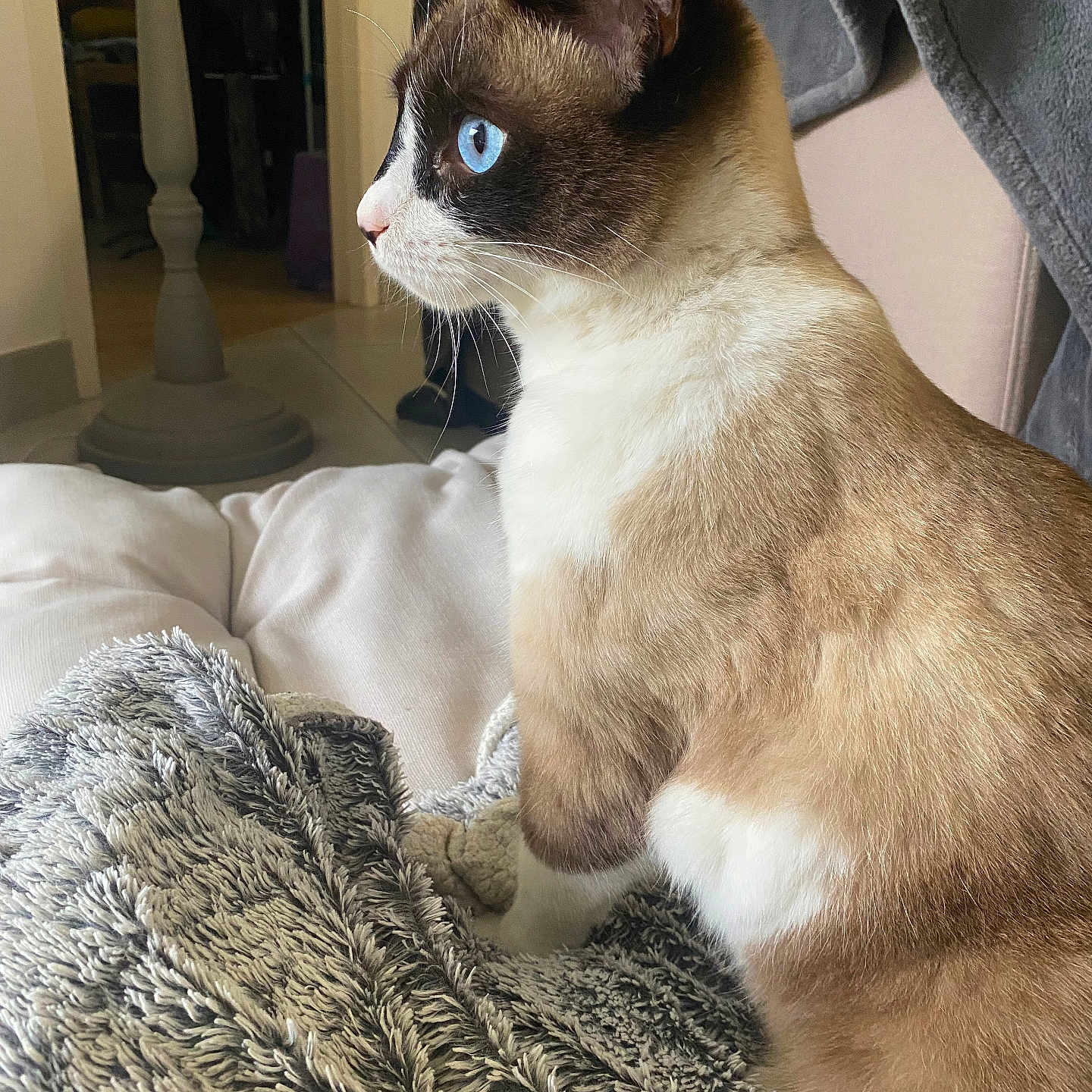 Perle participe au concours pour gagner de l'argent avec cette photo : abyssinian, animal, bed, blanket, cat, couch, furniture, kitten, manx, pet, quilt, siamese
