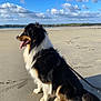 animal, beach, canine, clouds, coastline, daytime, dog, fluffy, fur, landscape, leash, nature, outdoor, pet, sand, scenic, sitting, sky, sunlight, tongue