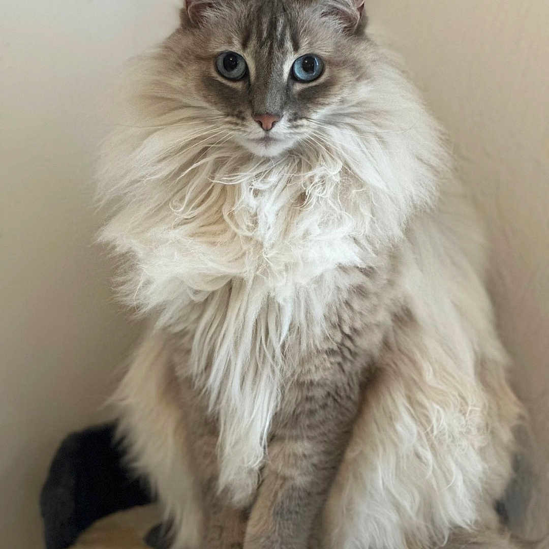 Ogwaï a rejoint le concours — aidez-le/la à gagner de superbes lots ! animal, blue_eyes, cat, cozy, cute, domestic_cat, feline, fluffy, fur, home, indoor, long_hair, looking_at_camera, mammal, pet, portrait, relaxed, sitting, soft, whiskers