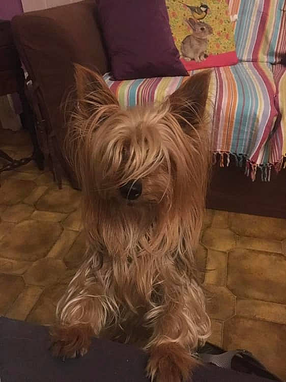 Vitamine participe au concours pour gagner de l'argent avec cette photo : australian_silky_terrier, australian_terrier, biewer_terrier, cairn_terrier, canidae, carnivore, companion_dog, dog, dog_breed, glen_of_imaal_terrier, mammal, norwich_terrier, rare_breed_dog, skye_terrier, small_terrier, terrier, toy_dog, vertebrate, west_highland_white_terrier, yorkshire_terrier