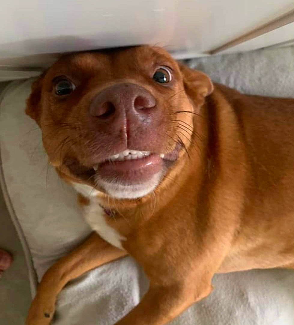 Sweet Pea joined the competition — help win amazing prizes! ancient_dog_breeds, canidae, carnivore, collar, companion_dog, dog, dog_breed, dog_collar, ear, fawn, fur, gun_dog, liver, puppy, selfie, snout, sporting_group, whiskers, working_animal, wrinkle