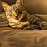 Jalapeño is registered to the contest to win money with this photo: cat, tabby, feline, animal, pet, fur, whiskers, eyes, ears, bed, blanket, sunlight, warm, cozy, relaxed, indoor, domestic, cute, closeup, portrait