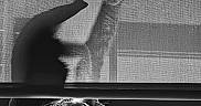Jalapeño is registered to the contest to win money with this photo: cat, shadow, window, windowsill, black_and_white, silhouette, pet, animal, indoor, screen, texture, light, dark, contrast, feline, sitting, quiet, calm, monochrome, reflection