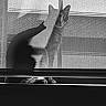 cat, shadow, window, windowsill, black_and_white, silhouette, pet, animal, indoor, screen, texture, light, dark, contrast, feline, sitting, quiet, calm, monochrome, reflection