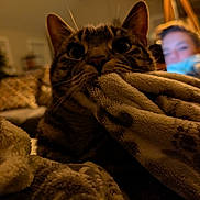 Jalapeño is registered to the contest to win money with this photo: cat, tabby, blanket, mouth, indoor, lamp, person, blurred_background, cozy, warm_lighting, furniture, living_room, whiskers, ears, face, fur, pattern, soft_texture, relaxation, home