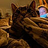 cat, tabby, blanket, mouth, indoor, lamp, person, blurred_background, cozy, warm_lighting, furniture, living_room, whiskers, ears, face, fur, pattern, soft_texture, relaxation, home