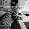 Jalapeño is registered to the contest to win money with this photo: cat, tabby_cat, couch, armrest, indoor, furniture, stretching, paw, curious, relaxed, bookshelf, tripod, floor, black_and_white, pet, animal, domestic, striped, whiskers, ears