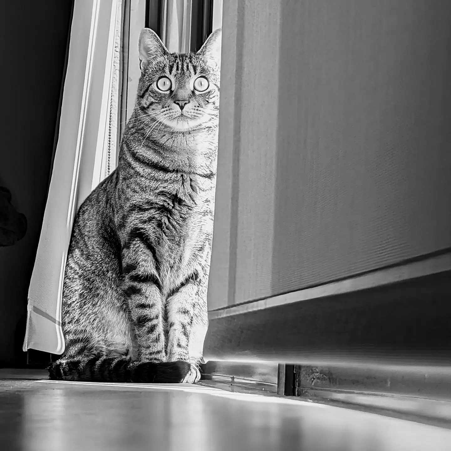 Jalapeño is registered to the contest to win money with this photo: cat, tabby, black_and_white, window, curtain, floor, indoor, pet, animal, sitting, looking, feline, whiskers, fur, shadow, light, texture, intense, portrait, quiet